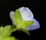 Ivyleaf speedwell